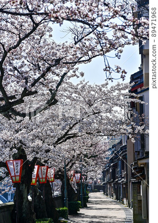 櫻花盛開的和町茶屋區 櫻花盛開的和町茶屋區 89471968