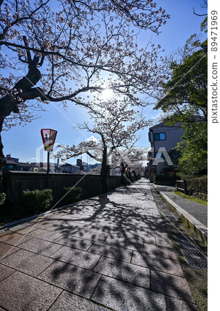 櫻花盛開的和町茶屋區 櫻花盛開的和町茶屋區 89471969