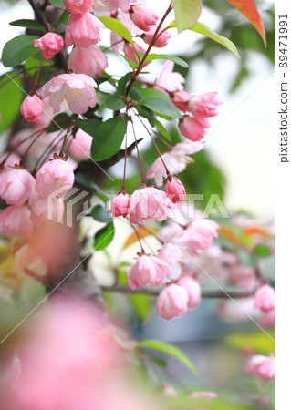 Hana Kaido鮮花盛開 Hana Kaido鮮花盛開 89471991