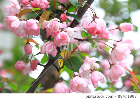 Hana Kaido鮮花盛開 Hana Kaido鮮花盛開 89471998