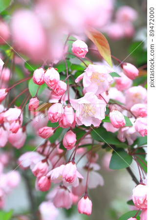 Hana Kaido鮮花盛開 Hana Kaido鮮花盛開 89472000