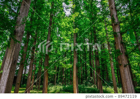 Mizumoto Park Metasequoia Forest and Forest Road Mizumoto Park Metasequoia Forest and Forest Road 89472119