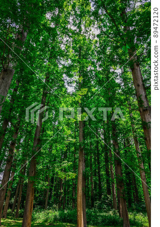 Mizumoto Park Metasequoia Forest and Forest Road 89472120