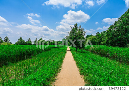 水本公園水杉林和林道 水本公園水杉林和林道 89472122