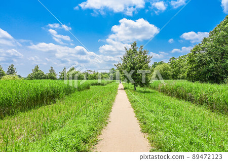 水本公園水杉林和林道 水本公園水杉林和林道 89472123