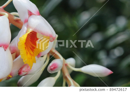 月亮桃花 89472617