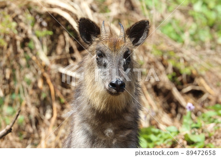 Spring antelope Spring antelope 89472658
