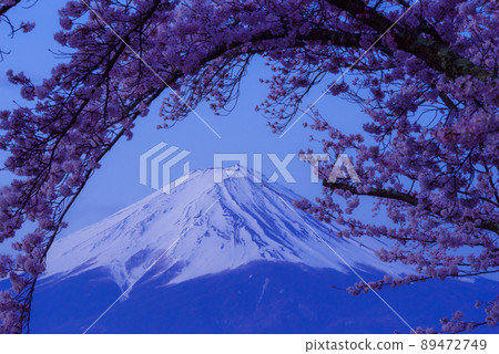 等待黎明的富士山和櫻花 等待黎明的富士山和櫻花 89472749