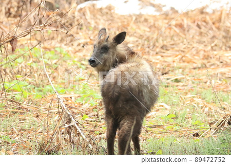 Japanese serow in spring 89472752