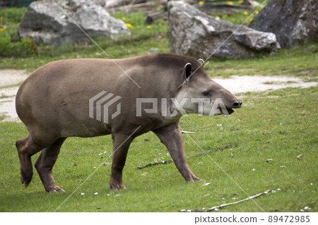 Tapir in a clearing Tapir in a clearing 89472985