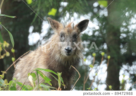 Japanese serow in spring 89472988