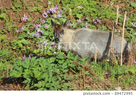 Japanese serow in spring 89472995