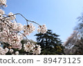 櫻桃樹 89473125