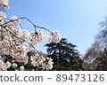 櫻桃樹 89473126
