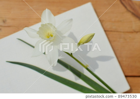 白水仙花、芽和帆布 89473530
