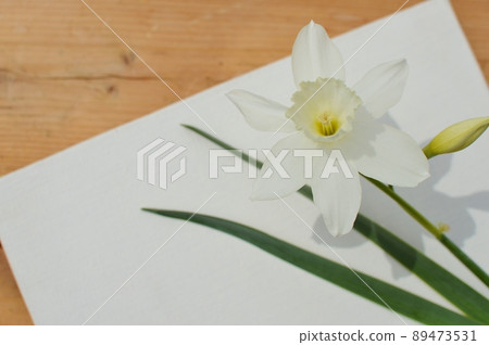 白水仙花、芽和帆布 89473531
