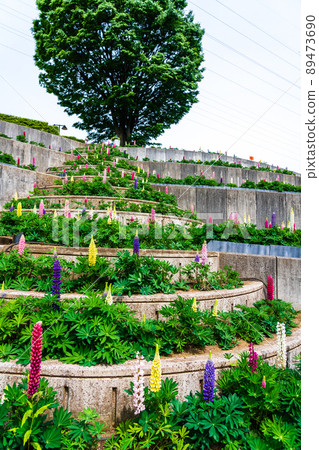 Kanagawa Prefecture Spring Tsukuiko Shiroyama Park Flower Garden Water Garden Lupine Kanagawa Prefecture Spring Tsukuiko Shiroyama Park Flower Garden Water Garden Lupine 89473690