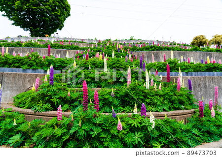 Kanagawa Prefecture Spring Tsukuiko Shiroyama Park Flower Garden Water Garden Lupine 89473703