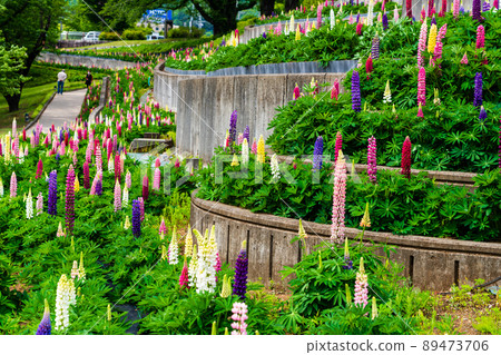 Kanagawa Prefecture Spring Tsukuiko Shiroyama Park Flower Garden Water Garden Lupine 89473706