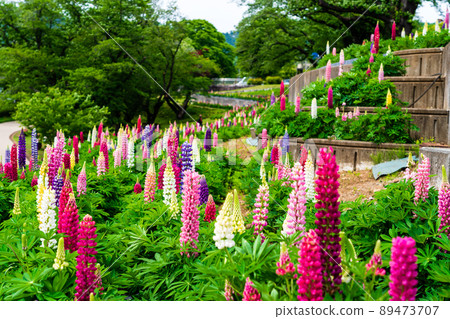 Kanagawa Prefecture Spring Tsukuiko Shiroyama Park Flower Garden Water Garden Lupine 89473707