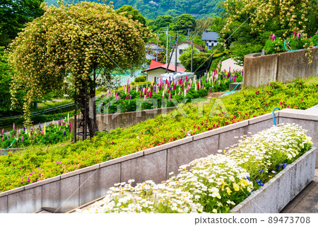 Kanagawa Prefecture Spring Tsukuiko Shiroyama Park Flower Garden Water Garden Lupine 89473708