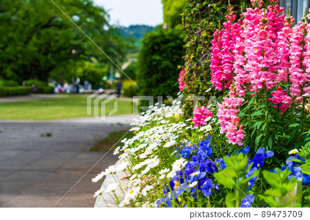 Kanagawa Prefecture Spring Tsukuiko Shiroyama Park Flower Garden Water Garden Lupine 89473709