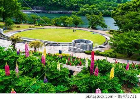 Kanagawa Prefecture Spring Tsukuiko Shiroyama Park Flower Garden Water Garden Lupine 89473711
