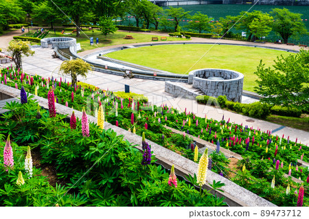 Kanagawa Prefecture Spring Tsukuiko Shiroyama Park Flower Garden Water Garden Lupine 89473712