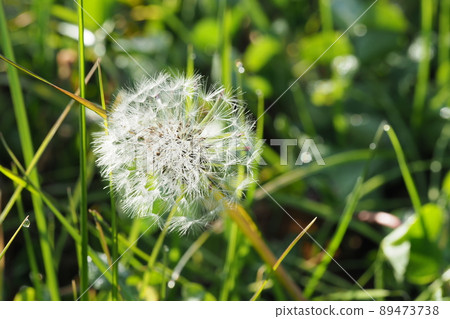 Dandelion's fluff Dandelion's fluff 89473738