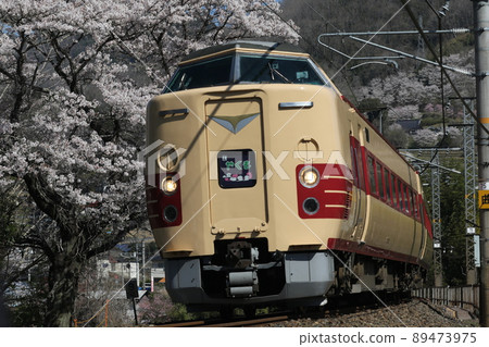Limited express Yakumo No. 8 running sideways on a large cherry tree Limited express Yakumo No. 8 running sideways on a large cherry tree 89473975
