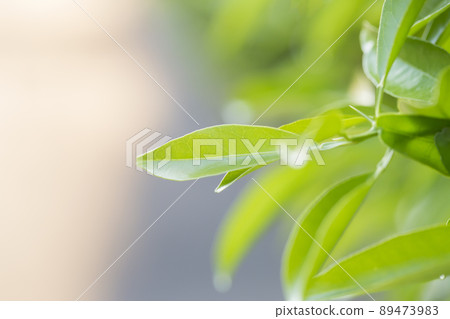 鮮綠意象幼葉樹與綠色複製空間綠葉清爽 鮮綠意象幼葉樹與綠色複製空間綠葉清爽 89473983