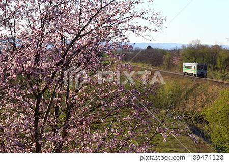 Sakura and local line 89474128