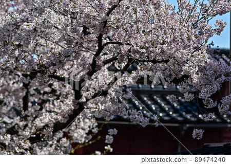 櫻花盛開的和町茶屋區 櫻花盛開的和町茶屋區 89474240