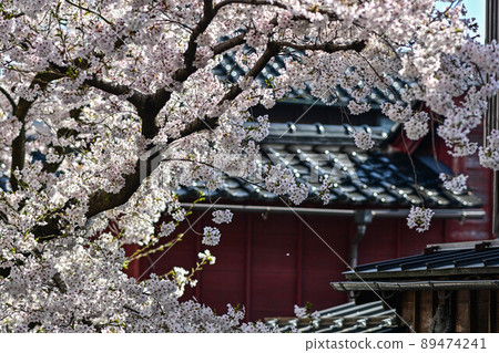 櫻花盛開的和町茶屋區 89474241
