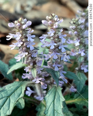 Bugleweed blooming in a spring satoyama, which is likened to the way flowers bloom in layers Bugleweed blooming in a spring satoyama, which is likened to the way flowers bloom in layers 89474280