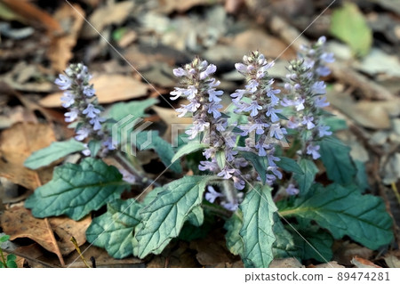 Bugleweed blooming in a spring satoyama, which is likened to the way flowers bloom in layers 89474281