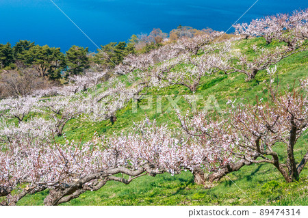 Sobetsu-cho, Hokkaido, plum blossoms in Sobetsu Park in full bloom under the blue sky [May] 89474314
