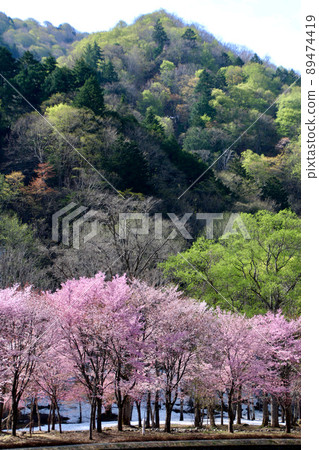 Minioze Park / Sakura（福島縣檜枝又村） 89474419