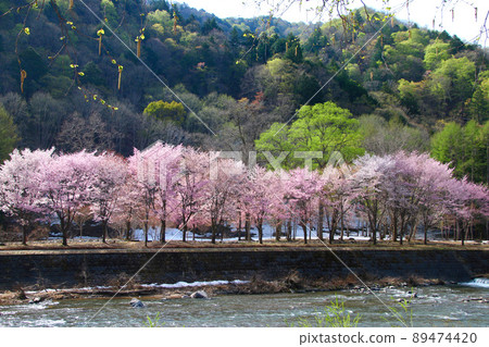 Minioze Park / Sakura（福島縣檜枝又村） 89474420