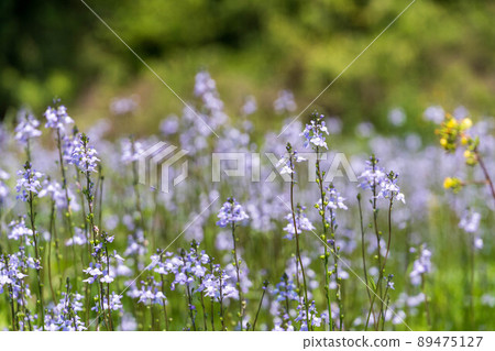 雜草花藍蟾蜍 雜草花藍蟾蜍 89475127