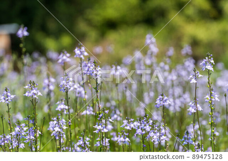 雜草花藍蟾蜍 89475128