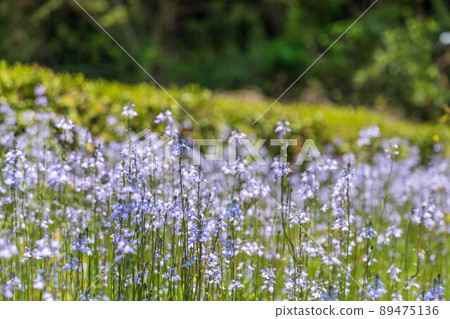 Weed flower blue toadflax 89475136