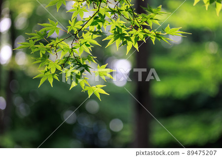 Leaves of trees in the forest that are transparent to the sunlight Leaves of trees in the forest that are transparent to the sunlight 89475207