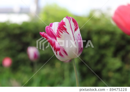 Red and white variegated tulip flowers blooming in Japanese parks in spring Red and white variegated tulip flowers blooming in Japanese parks in spring 89475228