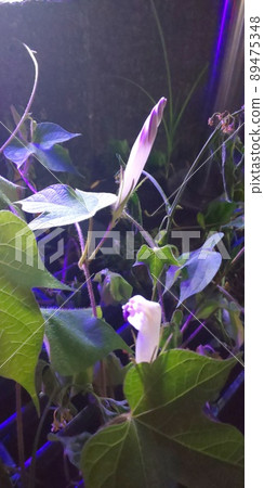 它是去年（2021）夏天拍攝的牽牛花芽。 89475348