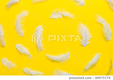 Frame of brightly colored dyed bird feathers on Colored background, top view Frame of brightly colored dyed bird feathers on Colored background, top view 89475579