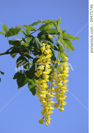 《栃木縣足利花卉公園》黃紫藤和藍天盛開 《栃木縣足利花卉公園》黃紫藤和藍天盛開 89475746