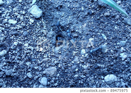 一隻螞蟻 一隻螞蟻 89475975