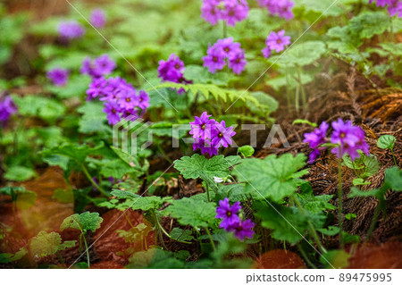 A flower only here in the world Visit the flower of Primula kisoana in Midori City, Gunma Prefecture 89475995