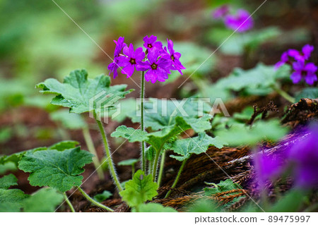A flower only here in the world Visit the flower of Primula kisoana in Midori City, Gunma Prefecture 89475997
